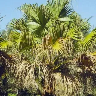 thumbnail for publication: Livistona chinensis: Chinese Fan Palm